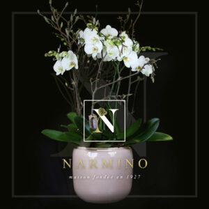 Phalaenopsis orchids 6 branches white