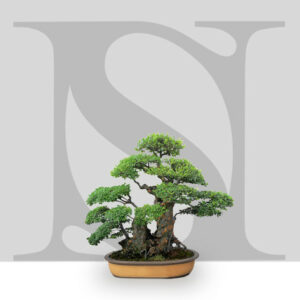 bonzai