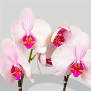 Orchidées