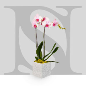 Entretien de vos orchidées