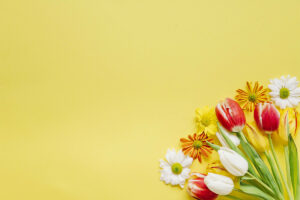 Fond slider jaune tulipes