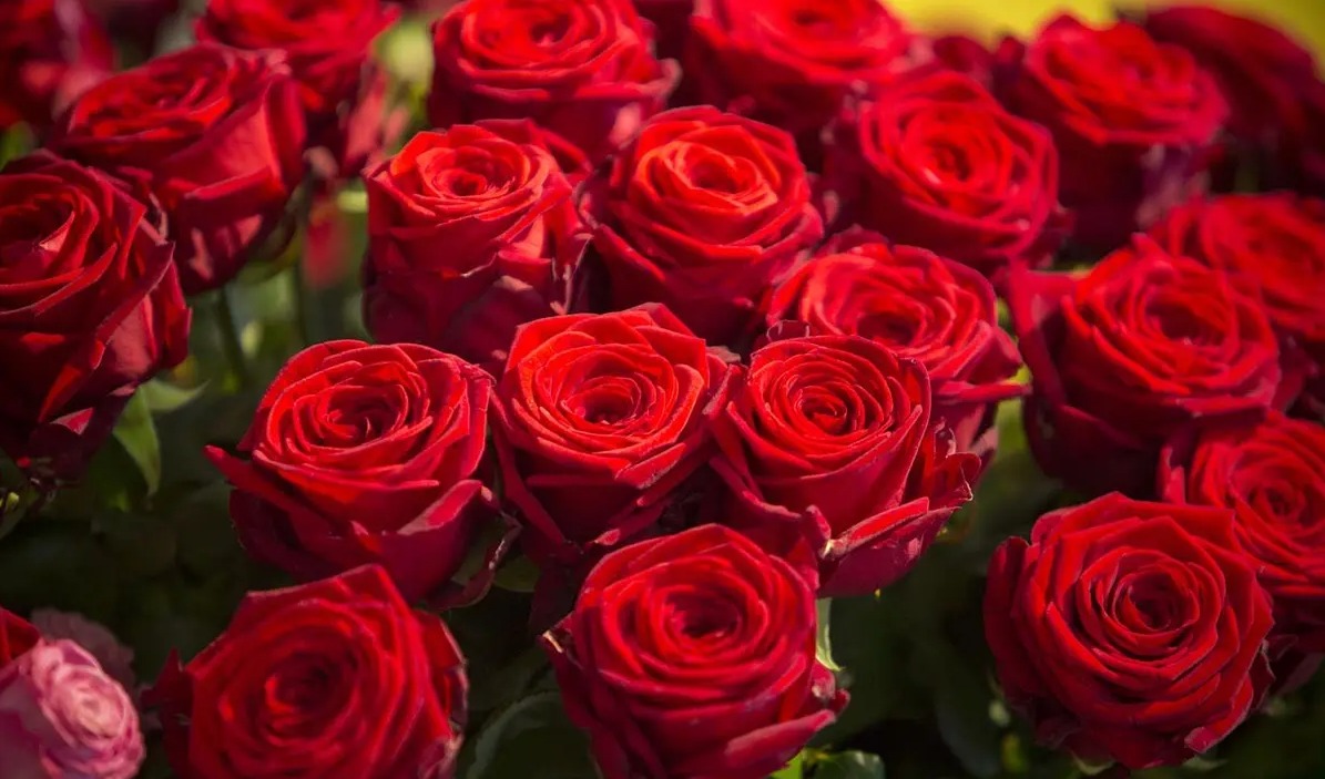Un magnifique bouquet de roses rouges pour la Saint-Valentin