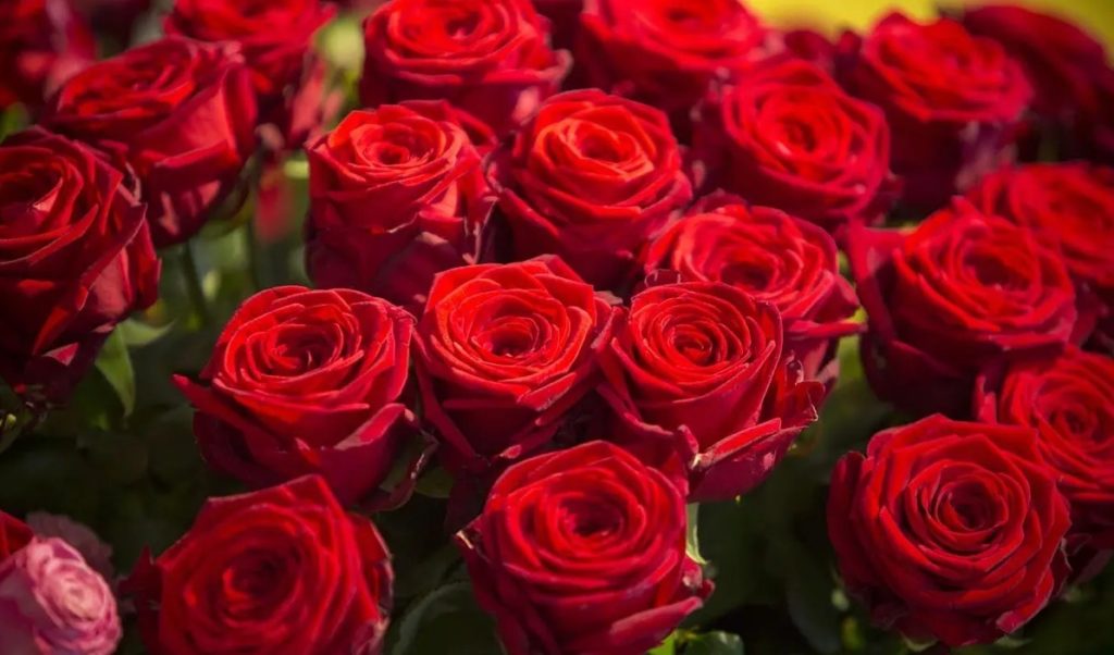 red roses bouquet