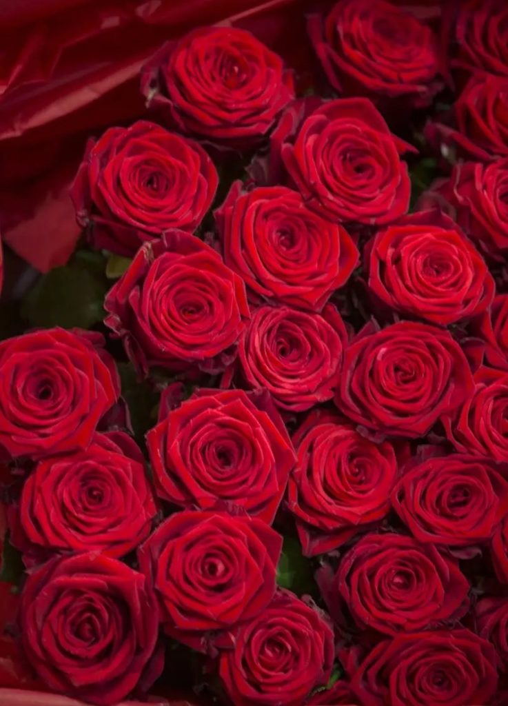 Un magnifique bouquet de roses rouges pour la Saint-Valentin