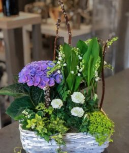 Muguet raciné