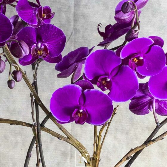 Les fleurs d'une orchidée phalaenopsis pourpre.