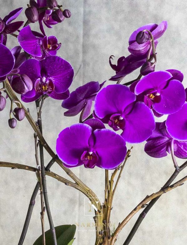 Les fleurs d'une orchidée phalaenopsis pourpre.