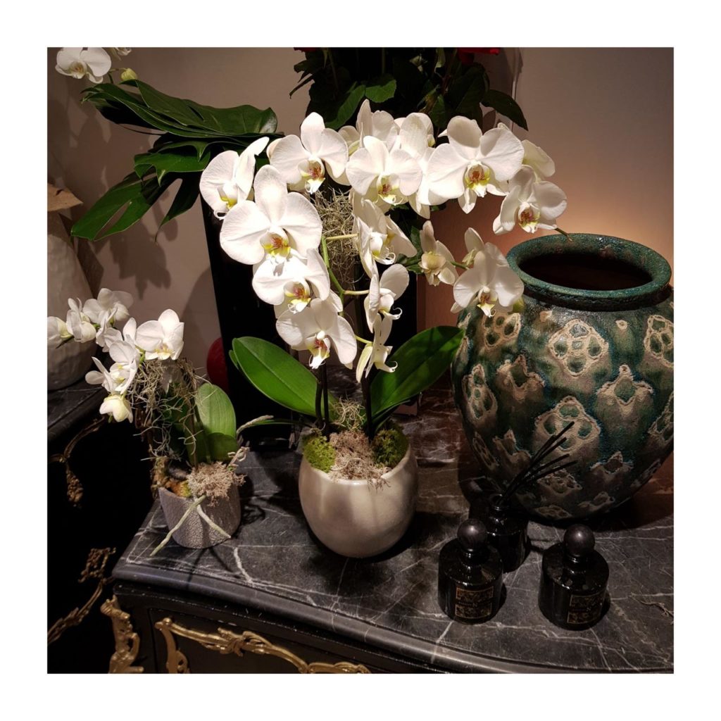 Des brins d'orchidées blanches