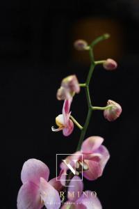 Two branch pink Phalaenopsis orchid