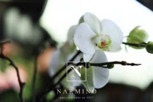 Orchidée Narmino