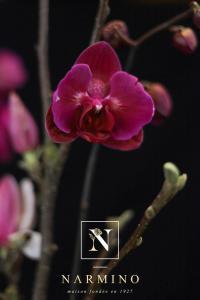 Cherry Phalaenopsis orchids