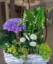 Un magnifique panier de muguet raciné et autres plantes