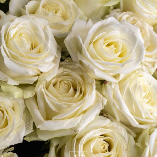 Bouquet of white roses - Image 2