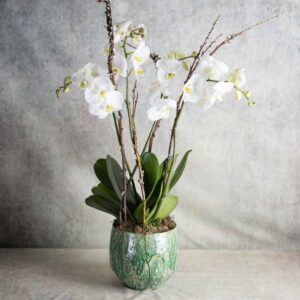 White phalaenopsis orchids 4 stems