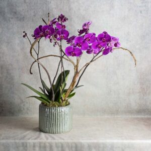 Orchidées
