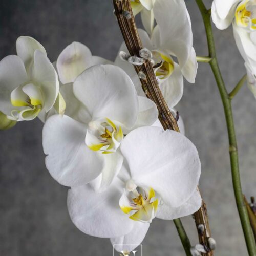 White phalaenopsis orchid 2 stems - Image 2