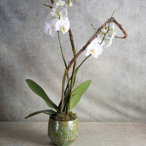 White phalaenopsis orchid 2 stems - Image 1